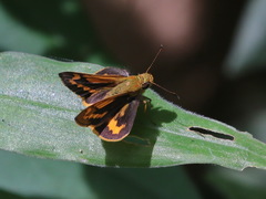 Potanthus rectifasciata