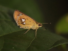 Scobura isota