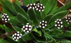 Paepalanthus itatiaiensis