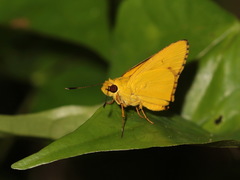 Cupitha purreea