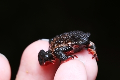 Melanophryniscus moreirae
