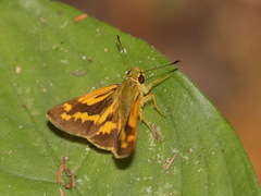 Potanthus mingo