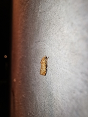 Prodeniini