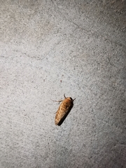 Prodeniini