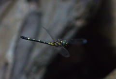 Lamelligomphus castor