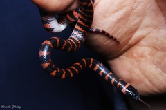 Oxyrhopus clathratus