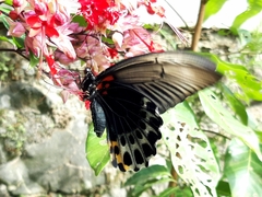 Papilio memnon