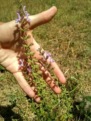 Salvia virgata