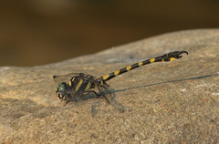 Paragomphus capricornis
