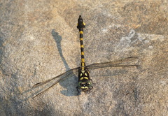 Paragomphus capricornis