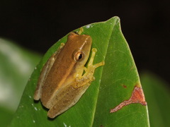 Rohanixalus vittatus