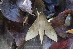 Theretra boisduvalii