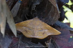 Sarcinodes restitutaria