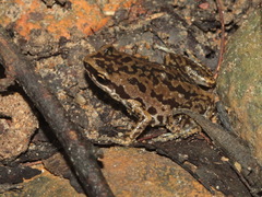 Micryletta