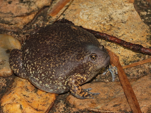 Balloon Frog, Glyphoglossus molossus