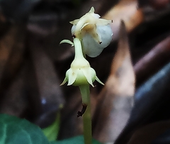 Pyrola alboreticulata