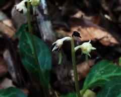 Pyrola alboreticulata