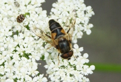 Eristalis pertinax