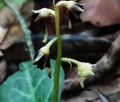 Pyrola alboreticulata