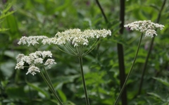 Heracleum sphondylium