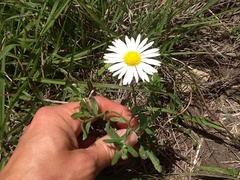 Aphanostephus riddellii