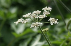 Heracleum sphondylium