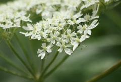 Heracleum sphondylium