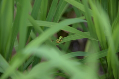 Hyla japonica