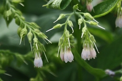 Symphytum