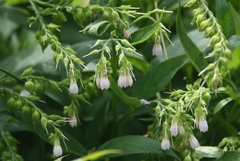 Symphytum