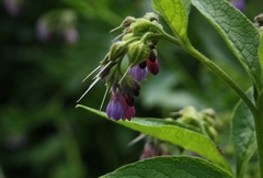 Symphytum