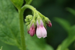 Symphytum