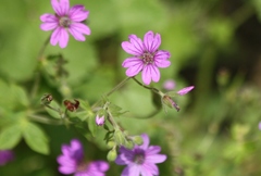 Geranium pyrenaicum