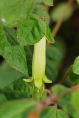 Correa reflexa lobata