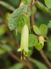 Correa reflexa lobata