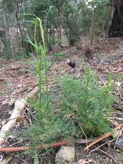 Lepidium pseudohyssopifolium