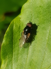 Cheilosia impressa