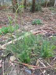 Lepidium pseudohyssopifolium