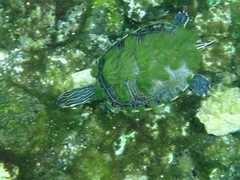 Trachemys venusta iversoni