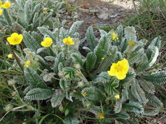 Argentina tugitakensis
