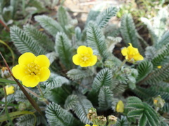Argentina tugitakensis