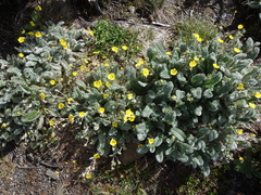 Argentina tugitakensis
