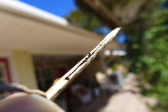 Xylosandrus compactus