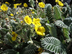 Argentina tugitakensis