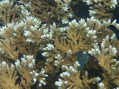Acropora prolifera