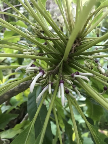 Cyanea angustifolia