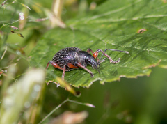 Otiorhynchus coecus