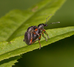 Otiorhynchus coecus