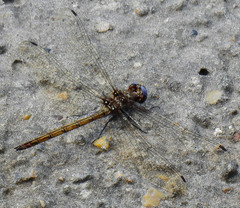 Macrothemis inacuta