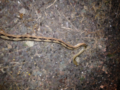 Bogertophis subocularis